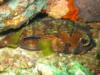 Verde Island - hiding puffer fish