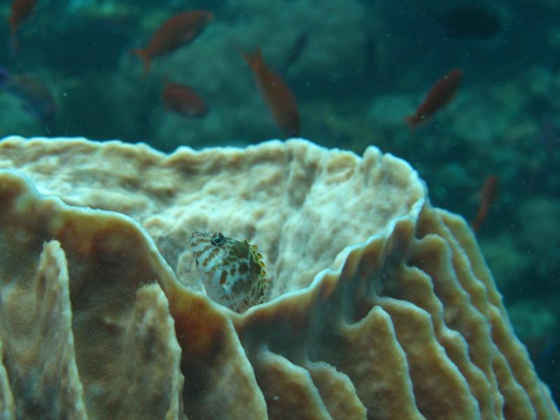 Verde Island - small fish hiding in a basket coral