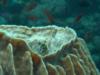 Verde Island - small fish hiding in a basket coral