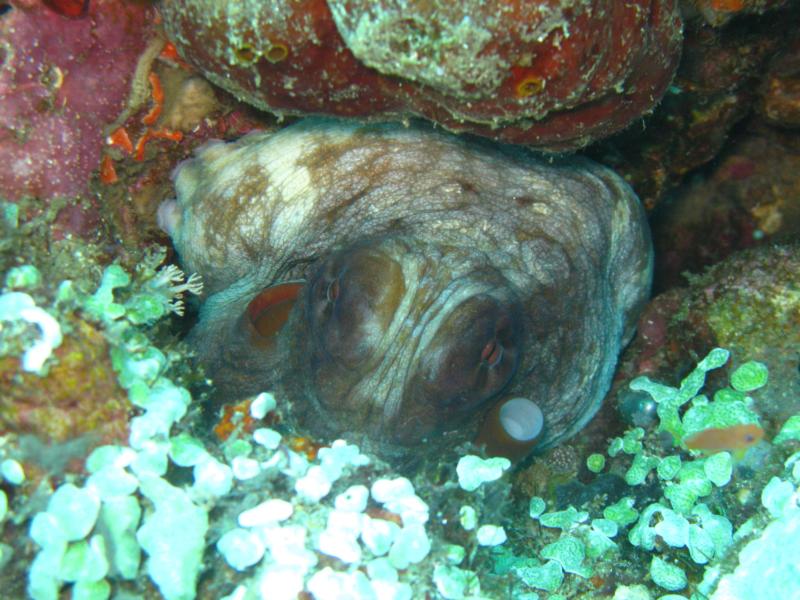 Verde Island - hiding octopus