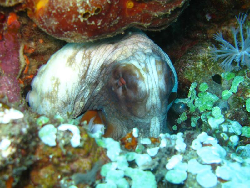 Verde Island - hiding octopus