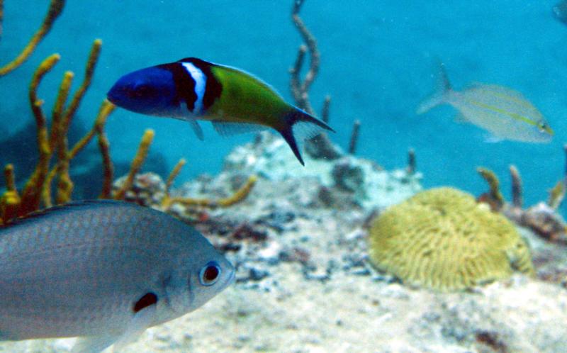 Captains Reef USVI - Captains Nightmare