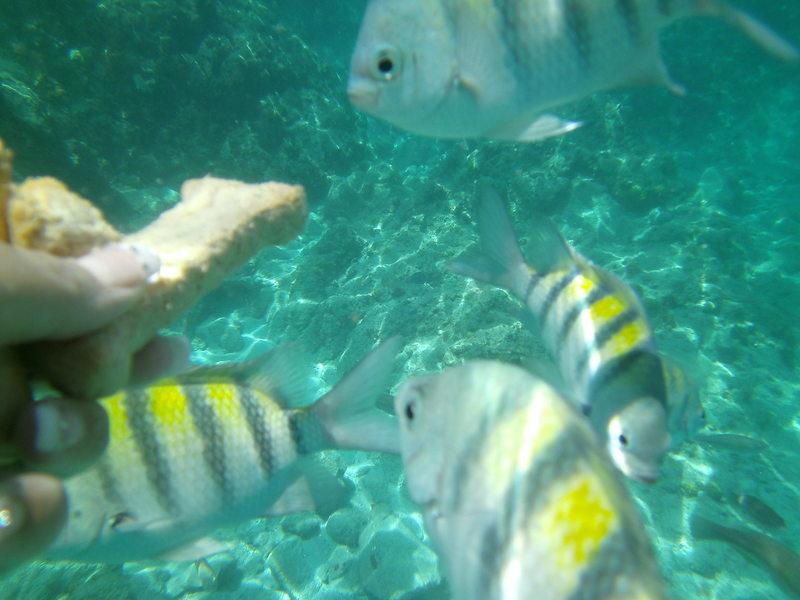 Coki Beach St. Thomas USVI - coki beach st thomas