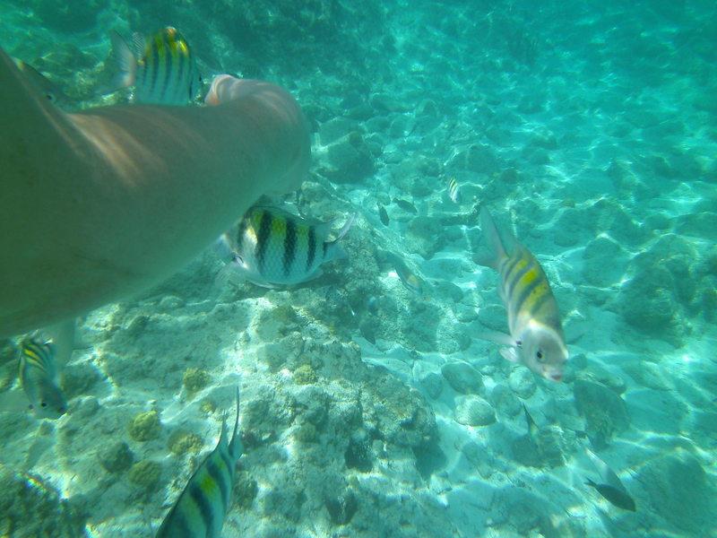 Coki Beach St. Thomas USVI - coki beach st thomas