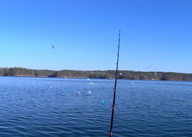 Lake Ouachita - Sea Gulls Lake Ouachita  