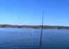 Sea Gulls Lake Ouachita  