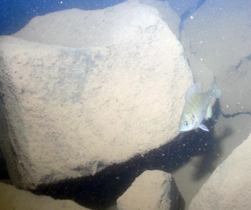 Lake Ouachita - Blakely Dam fish