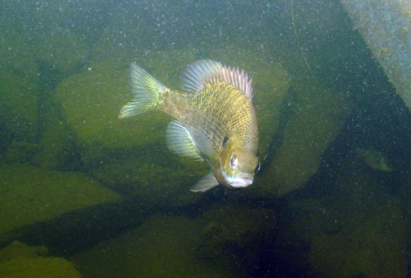 Lake Ouachita - Blakely Dam Fish