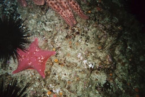 Santa Rosa Island - Starfish