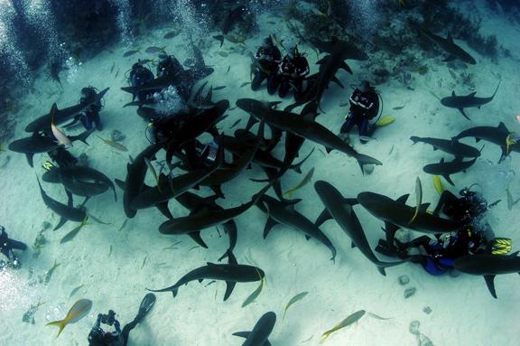 Shark Dive - Shark Dive