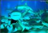 Shark Dive - shark dive, bahamas