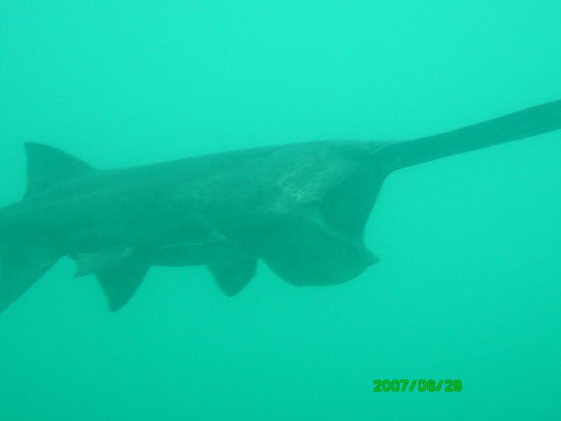 Loch Low-Minn Quarry - They have PaddeFish in the quarry