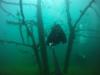 Loch Low-Minn Quarry - Branches