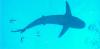 Stuart Cove’s - Nassau - caribbean reef shark
