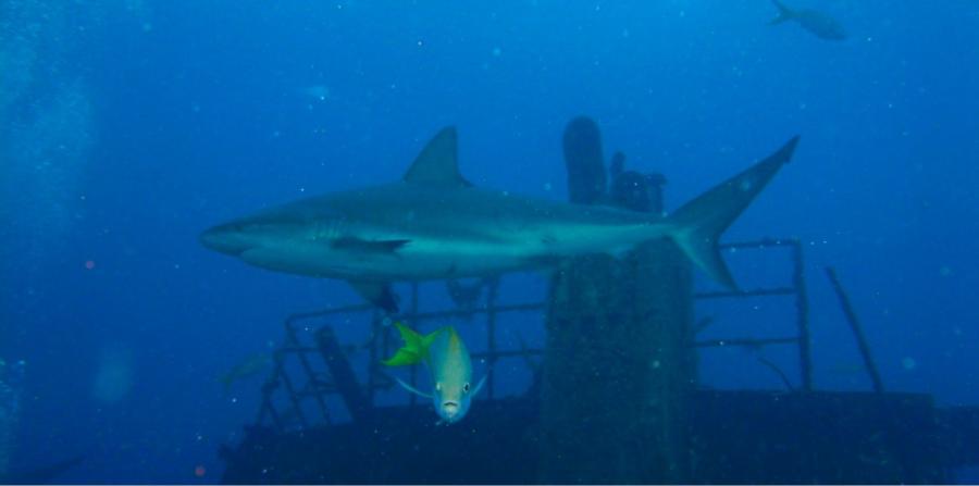 Stuart Cove’s - Nassau - caribbean reef shark