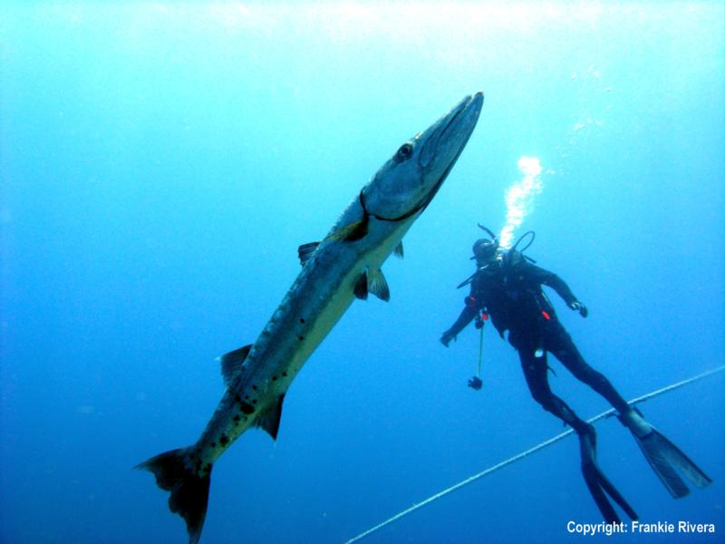 Pezones, Desecheo Island - Great Barracuda w/ Diver