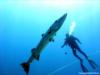 Pezones, Desecheo Island - Great Barracuda w/ Diver