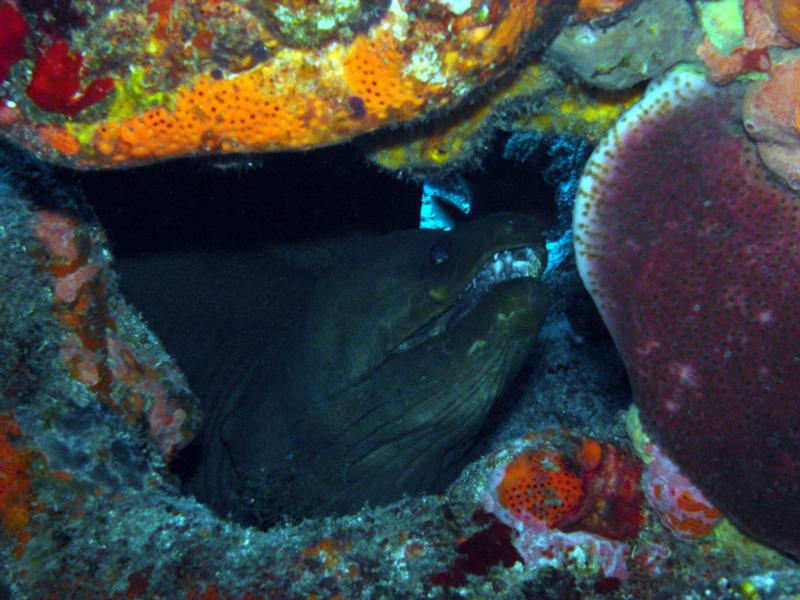 Pezones, Desecheo Island - Green Morey Eel @ Desecheo Island