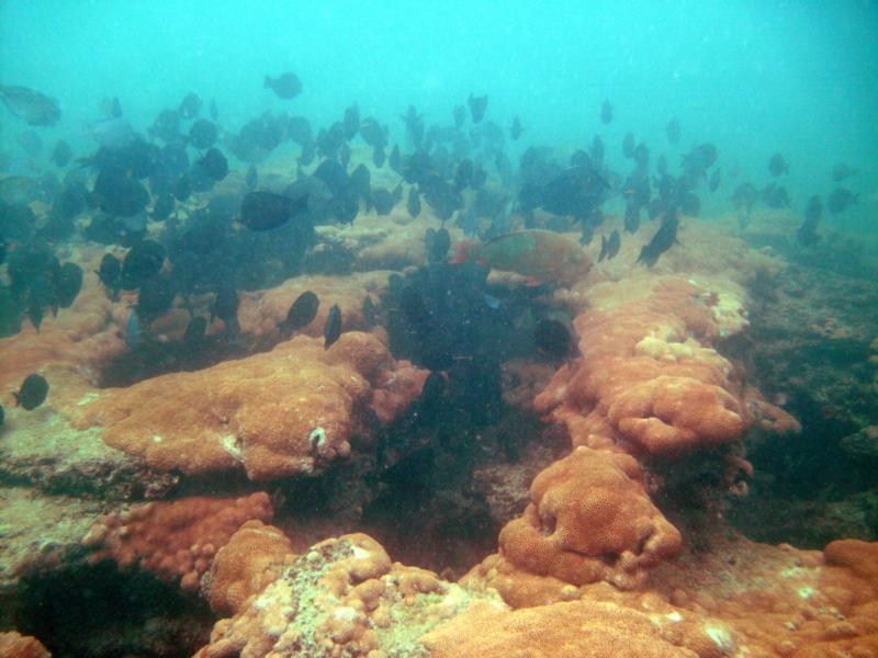 Inside Reef aka Lauderdale-by-the-Sea - Inside Reef at LBTS