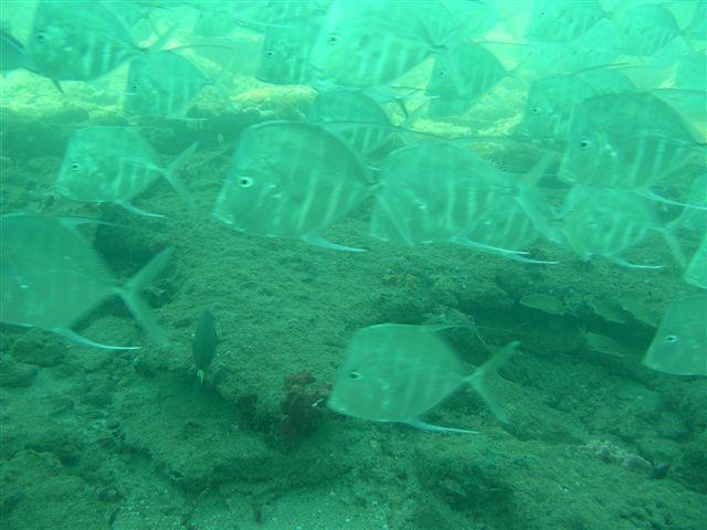 Inside Reef aka Lauderdale-by-the-Sea - Lookdowns under pier