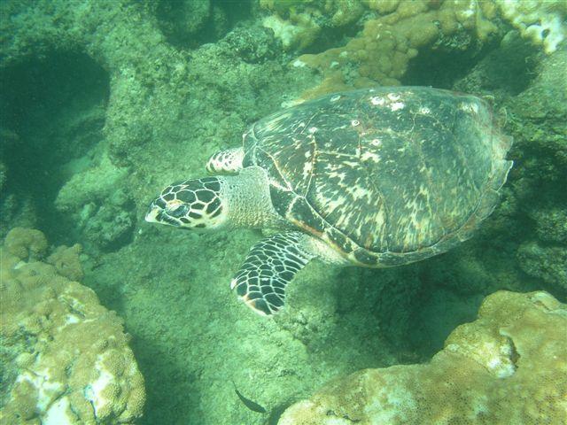 Inside Reef aka Lauderdale-by-the-Sea - Turtle over reef