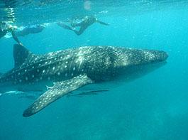 Gladden Split/Spit - Whale Gladden Split Belize