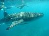 Whale Gladden Split Belize