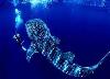 Whale Gladden Split Belize - badintexas