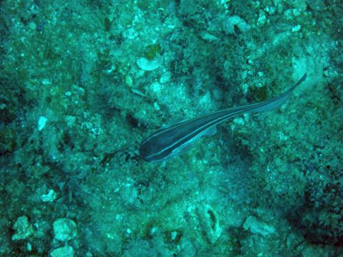 Batu Caping - Batu Caping, Pulau Perhentian, Malaysia