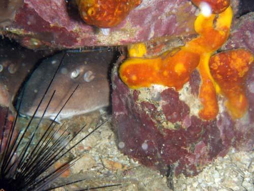 Tokong Laut - Pulau Perhentian, Terengganu, Malaysia