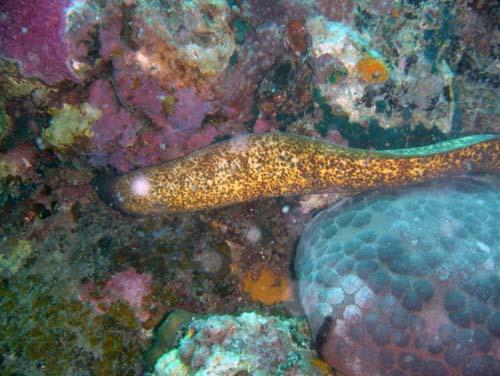 Tokong Laut - Pulau Perhentian, Terengganu, Malaysia