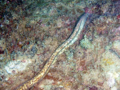 Tokong Laut - Pulau Perhentian, Terengganu, Malaysia