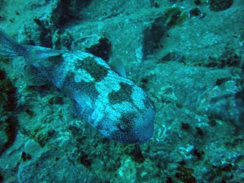 Tokong Laut - Pulau Perhentian, Terengganu, Malaysia