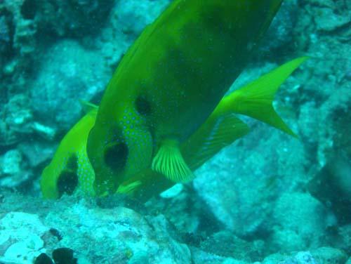 Tokong Laut - Pulau Perhentian, Terengganu, Malaysia