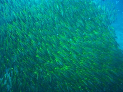 Tokong Laut - Pulau Perhentian, Terengganu, Malaysia