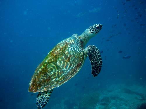 Tokong Laut - Pulau Perhentian, Terengganu, Malaysia