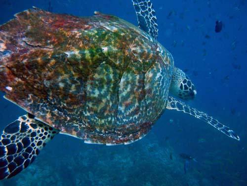 Tokong Laut - Pulau Perhentian, Terengganu, Malaysia