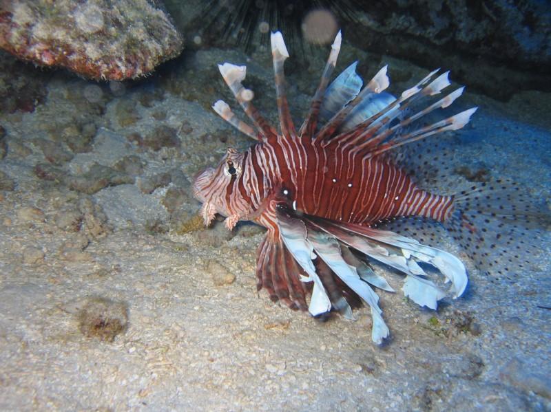 Black Rock Chimney, Cook Islands - Lyon Fish