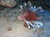 Black Rock Chimney, Cook Islands - Lyon Fish