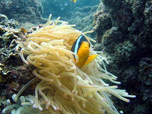 Big Coral - Big Coral /Kish Island