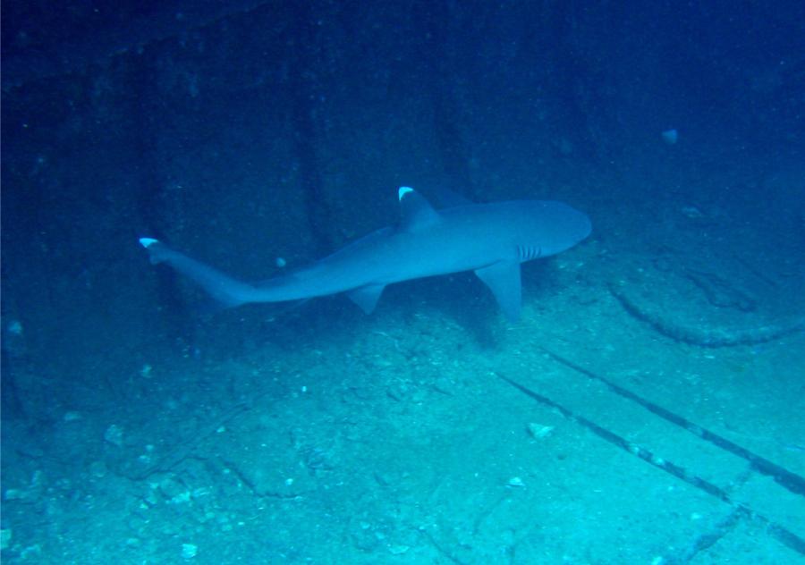 Carthaginian - White tips in the belly.