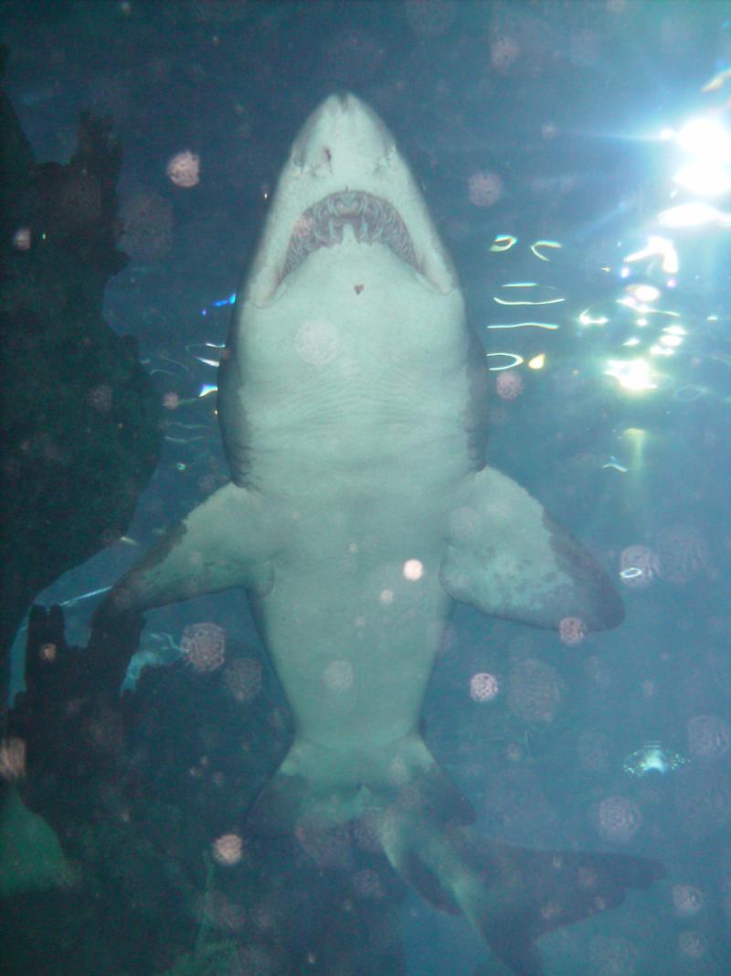 Denver Aquarium - Shark Overhead