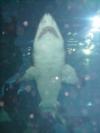 Denver Aquarium - Shark Overhead