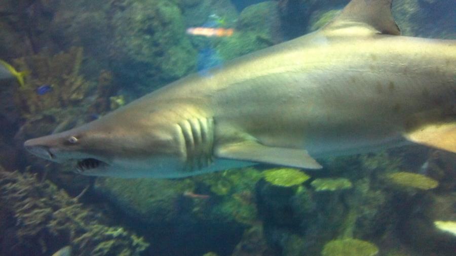 Denver Aquarium - Tiger Shark
