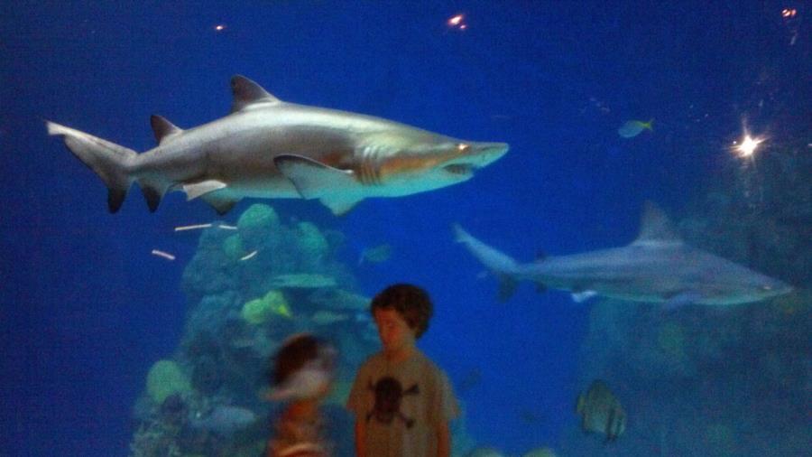 Denver Aquarium - One of the big Tiger Sharks in the aquarium