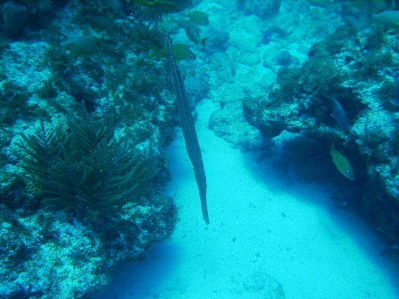 Abbey Too - Trumpetfish doing his thing