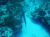 Trumpetfish doing his thing