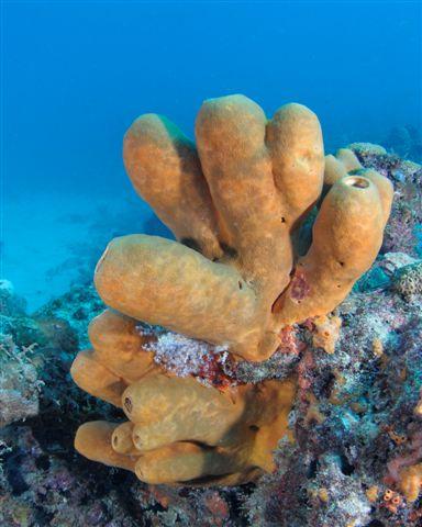 Sanctuary Reef - Coral underwater