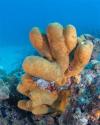 Sanctuary Reef - Coral underwater