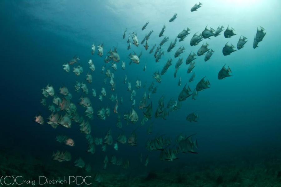 Sanctuary Reef - Atlantic Spadefish
